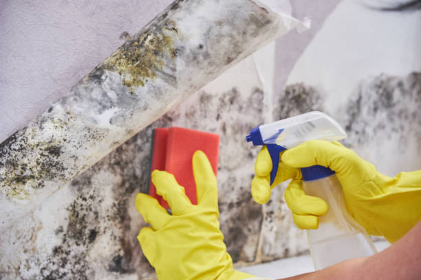 Best Mold Removal for HVAC Installations  in Chesterton, IN